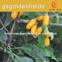 yellow Gojierry Seedlings With Strong Root System from China On Sale